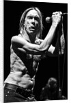 Iggy Pop and The Stooges (1) by Karen Toftera